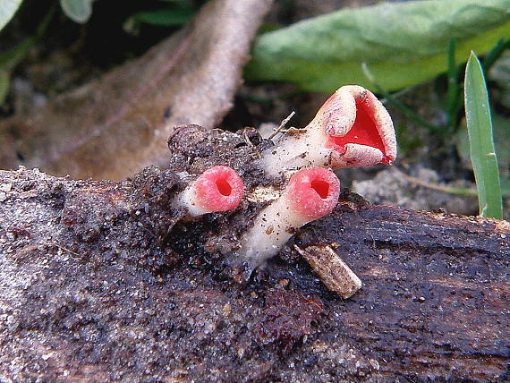 ohnivec Sarcoscypha sp.