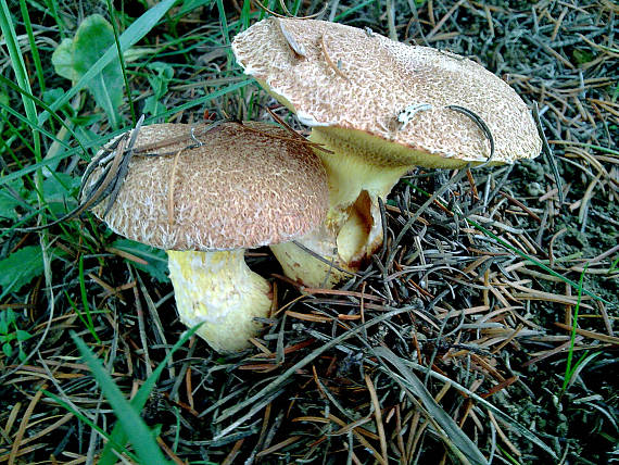 masliak duglaskový Suillus lakei (Murrill) A.H. Sm. & Thiers