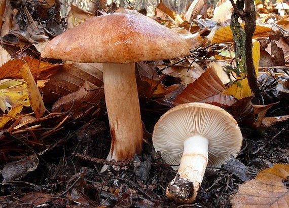 čírovka prstencová Tricholoma batschii Gulden