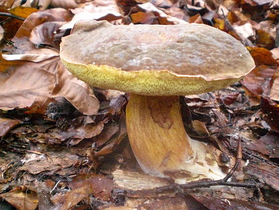 suchohríb Xerocomus sp.