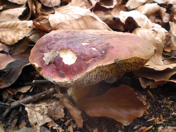 suchohríb Xerocomus sp.