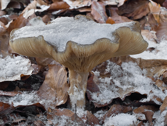 strmuľka inovaťová Clitocybe nebularis (Batsch) P. Kumm.