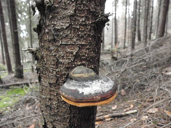 práchnovček pásikavý Fomitopsis pinicola (Sw.) P. Karst.