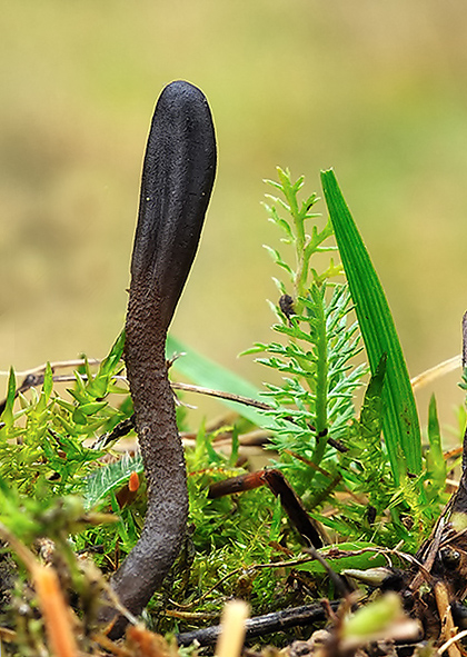 jazýček šupinkatý Geoglossum fallax E.J. Durand