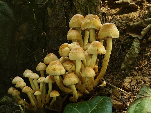 strapcovka zväzkovitá Hypholoma fasciculare (Huds.) P. Kumm.