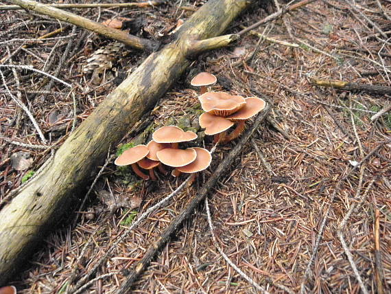 lakovka obyčajná Laccaria laccata (Scop.) Cooke