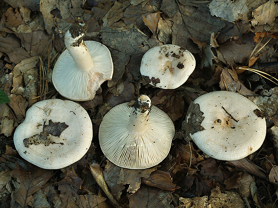 rýdzik bledý Lactarius pallidus Pers.