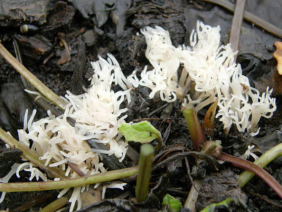 lentária osiková Lentaria albovinacea (Pilát) Pilát