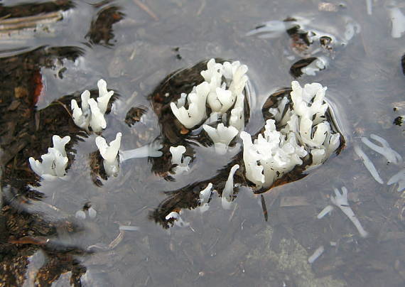 lentária osiková Lentaria albovinacea (Pilát) Pilát