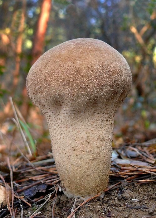 rozpadavec stopkatý Lycoperdon excipuliforme (Scop.) Pers.