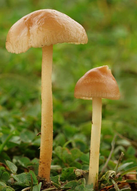 tanečnica poľná Marasmius oreades (Bolton) Fr.