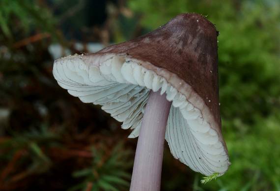 prilbička fialovookrajová? Mycena purpureofusca?