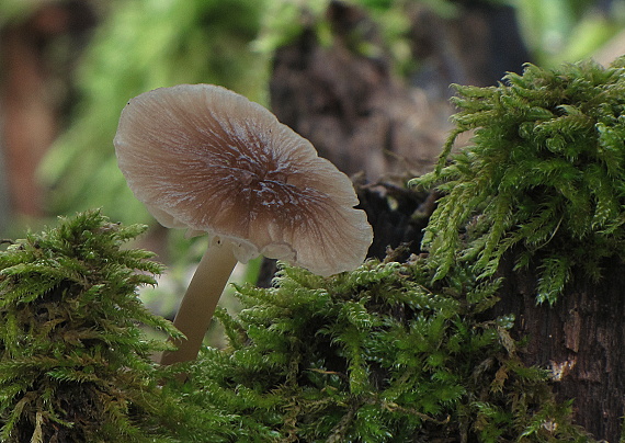 prilbička Mycena sp.