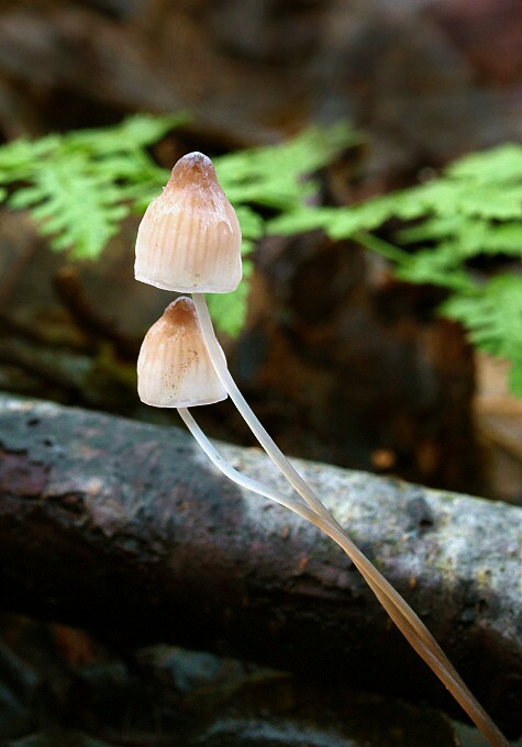 prilbička Mycena sp.