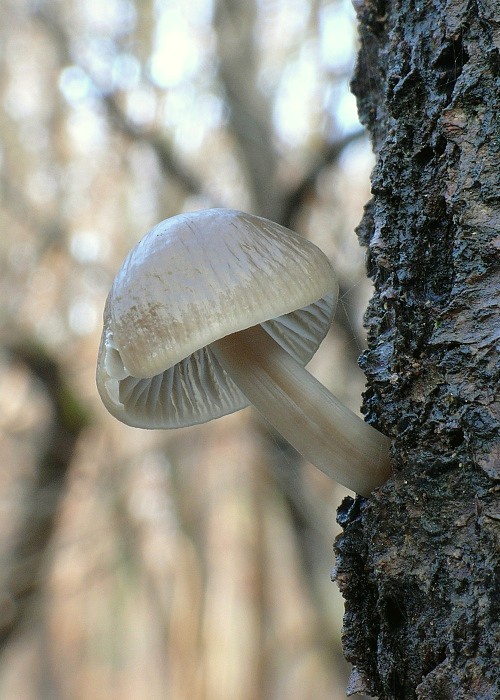 prilbička hnedosivá Mycena tintinnabulum (Paulet) Quél.