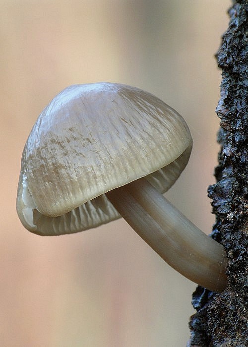 prilbička hnedosivá Mycena tintinnabulum (Paulet) Quél.