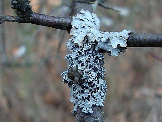 fyscia hviezdovitá Physcia stellaris (L.) Nyl.