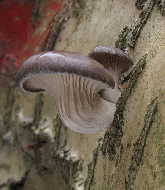 hliva ustricovitá Pleurotus ostreatus (Jacq.) P. Kumm.