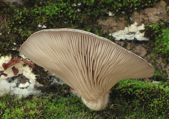 hliva ustricovitá Pleurotus ostreatus (Jacq.) P. Kumm.