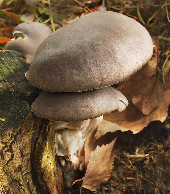 hliva ustricovitá Pleurotus ostreatus (Jacq.) P. Kumm.