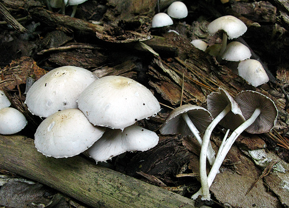 drobuľka Candolleova Psathyrella candolleana (Fr.) Maire