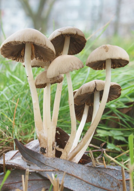 drobuľka Psathyrella sp.