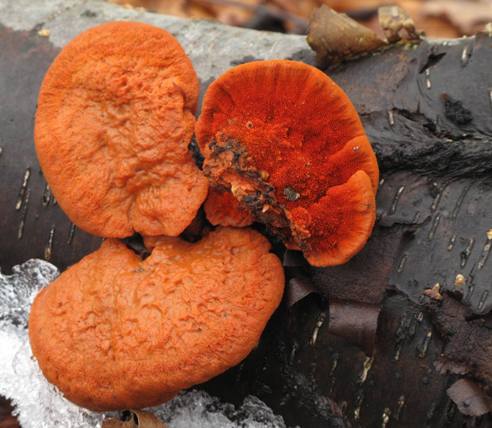 červenica rumelková Pycnoporus cinnabarinus (Jacq.) P. Karst.