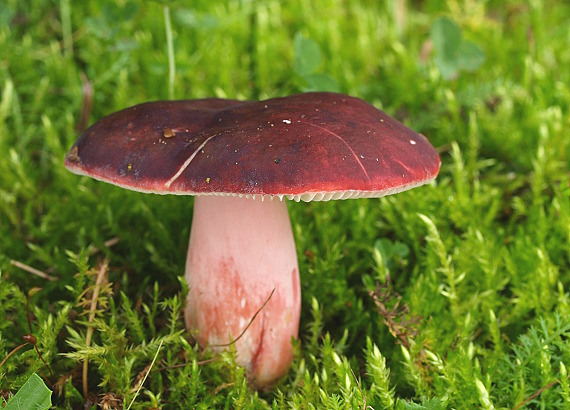 plávka Quéletova Russula queletii Fr.