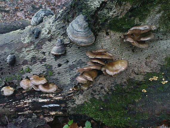 pňovka neskorá Sarcomyxa serotina (Pers.) P. Karst.