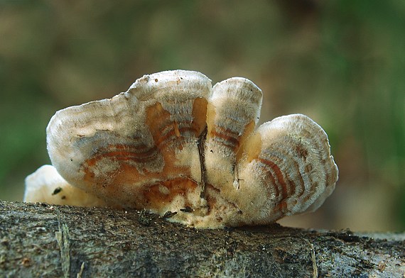 pevník ? Stereum sp.