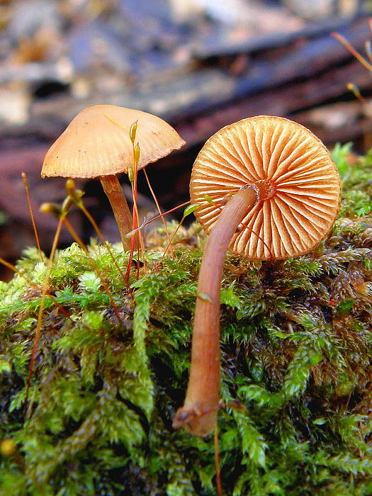 kapucňovka okrovohnedastá Galerina marginata (Batsch) Kühner