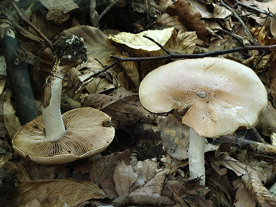 slzivka Hebeloma sp.