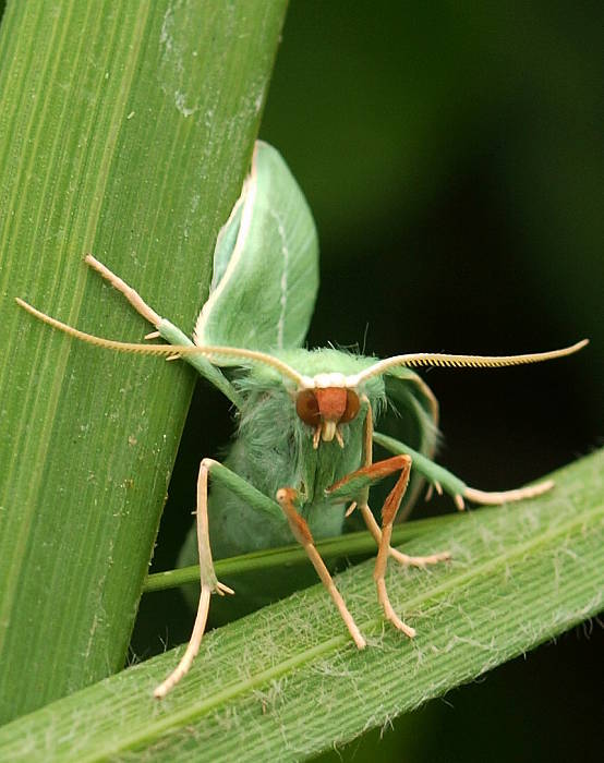 piadivka plamienková Hemistola chrysoprasaria