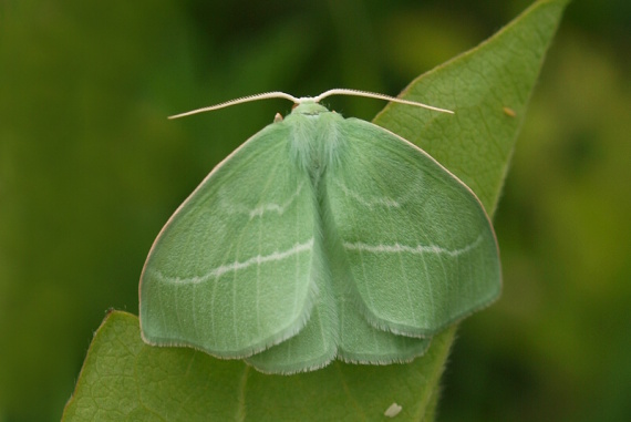 piadivka plamienková Hemistola chrysoprasaria