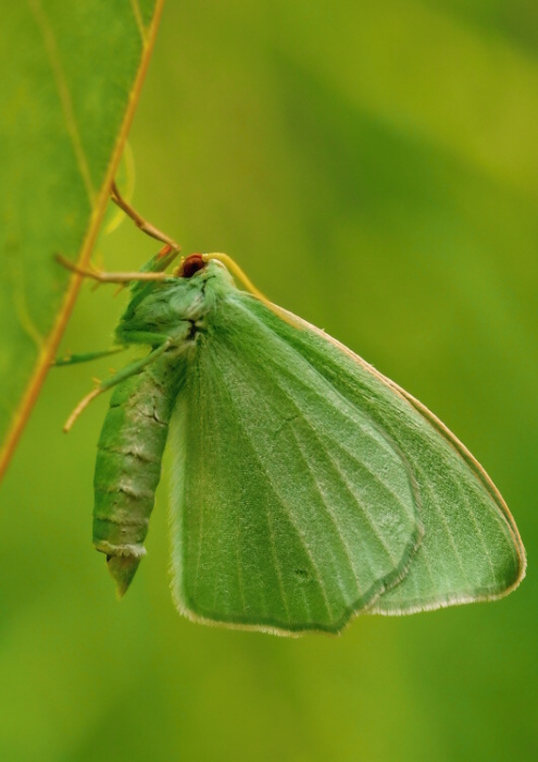 piadivka plamienková Hemistola chrysoprasaria