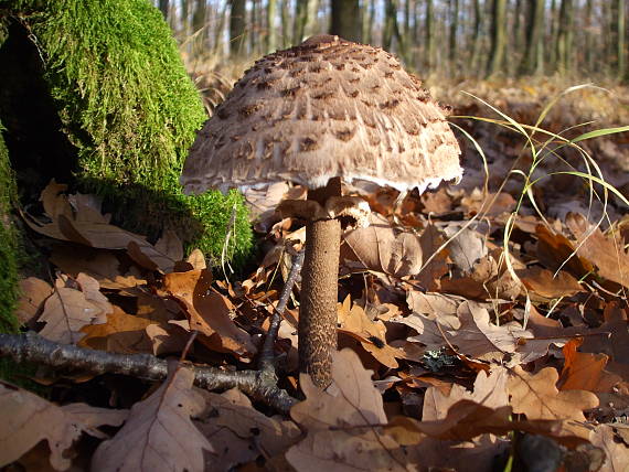 bedľa vysoká Macrolepiota procera (Scop.) Singer