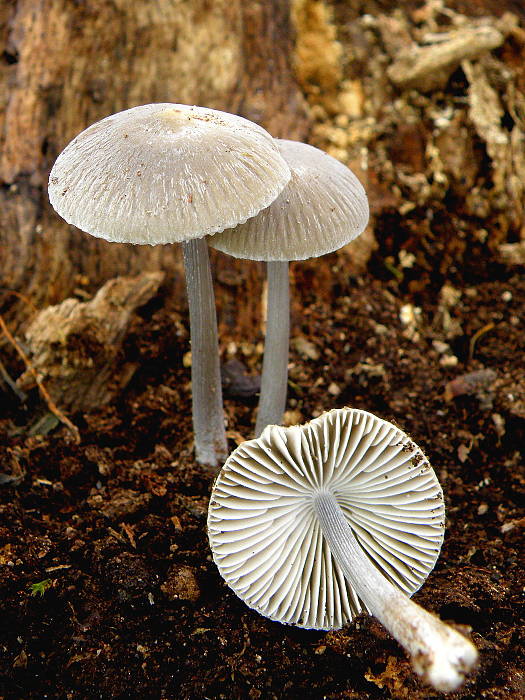 prilbička ryhovaná Mycena polygramma (Bull.) Gray