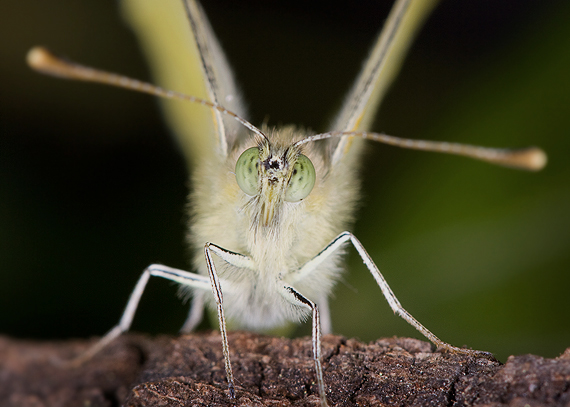 mlynárik repový Pieris rapae