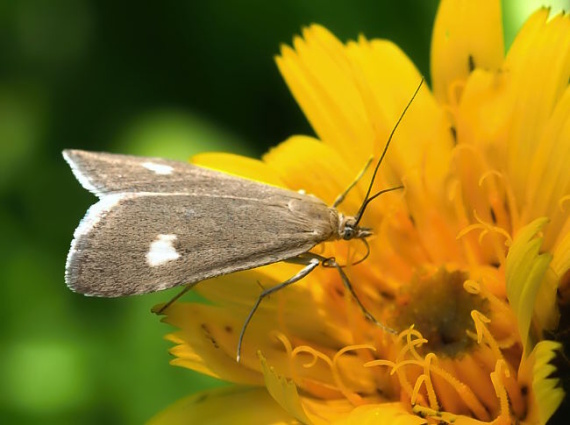 víjačka alpínska Udea alpinalis