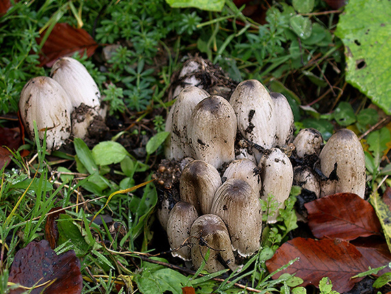 hnojník atramentový Coprinopsis atramentaria (Bull.) Redhead, Vilgalys & Moncalvo