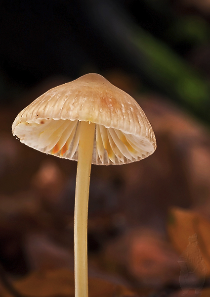 prilbička šafranová Mycena crocata (Schrad.) P. Kumm.