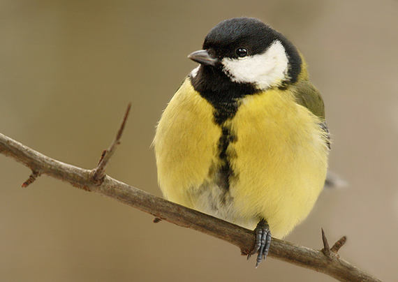 sýkorka bielolíca Parus major