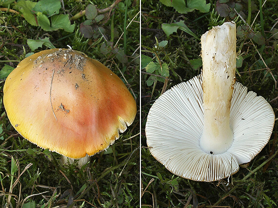 muchotrávka červená Amanita muscaria (L.) Lam.