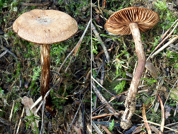 pavučinovec Kazimírov Cortinarius casimiri (Velen.) Huijsman