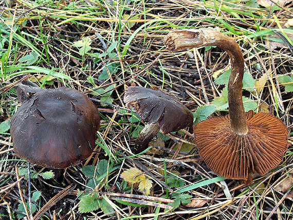 pavučinovec plavohnedý Cortinarius fulvoisabellinus Rob. Henry