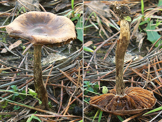 pavučinovec horský Cortinarius oreinus (Rob. Henry) Eyssart.