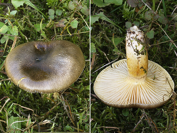 šťavnačka mrazová Hygrophorus hypothejus (Fr.) Fr.