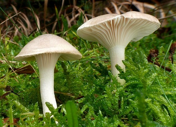 šťavnačka Hygrophorus sp.