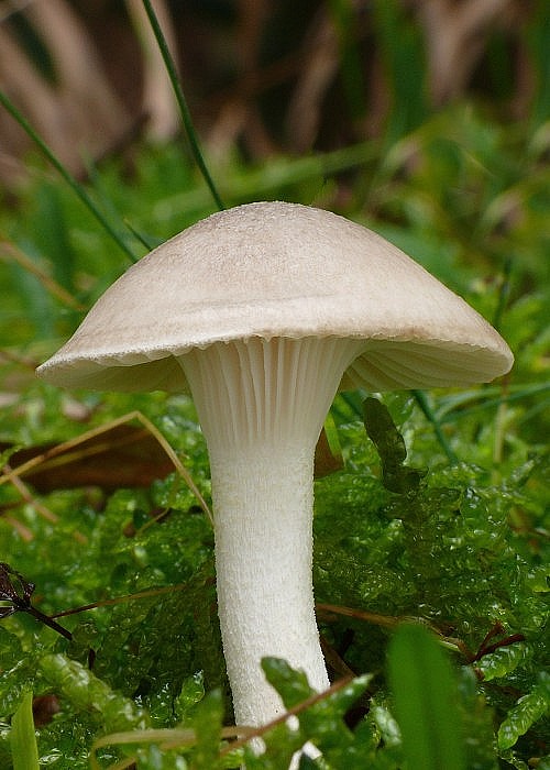 šťavnačka Hygrophorus sp.