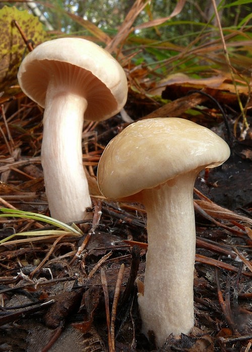 šťavnačka Hygrophorus sp.